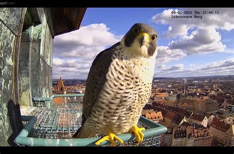 wanderfalken nürnberg webcam|wanderfalkenbrut live bilder.